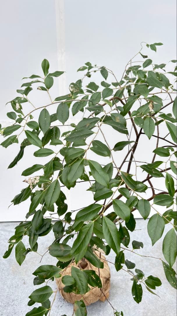 希少 山採り 曲がりの美しい シャシャンボ 695 樹高1.4m位 シャシャンポ