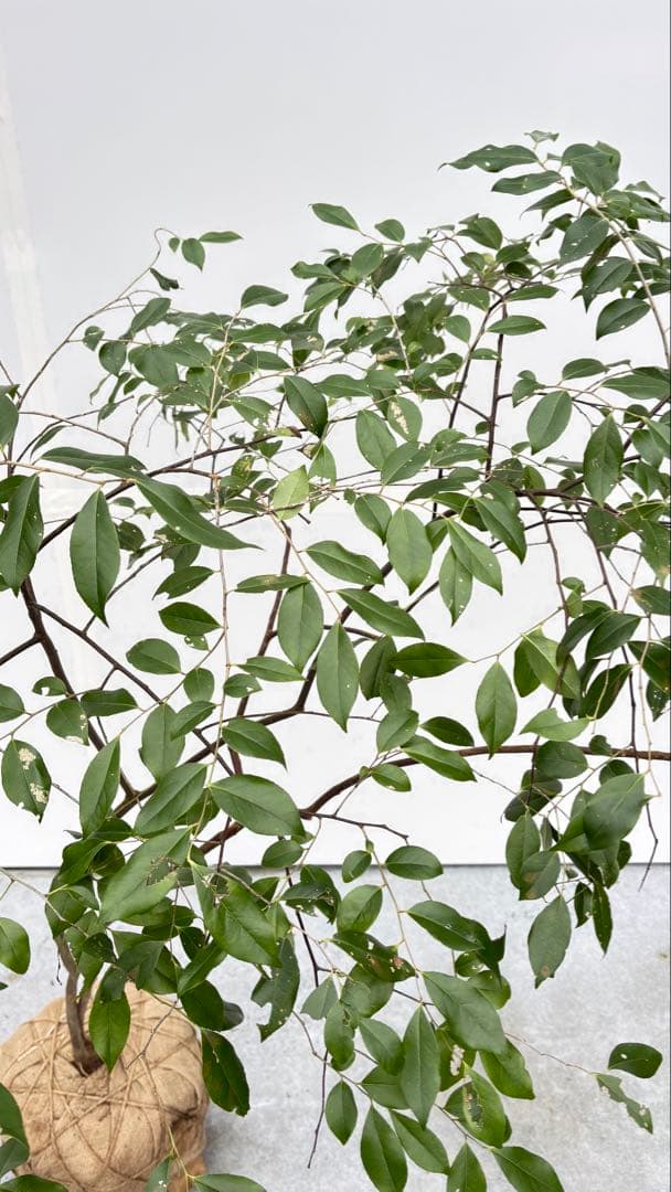 希少 山採り 曲がりの美しい シャシャンボ 695 樹高1.4m位 シャシャンポ