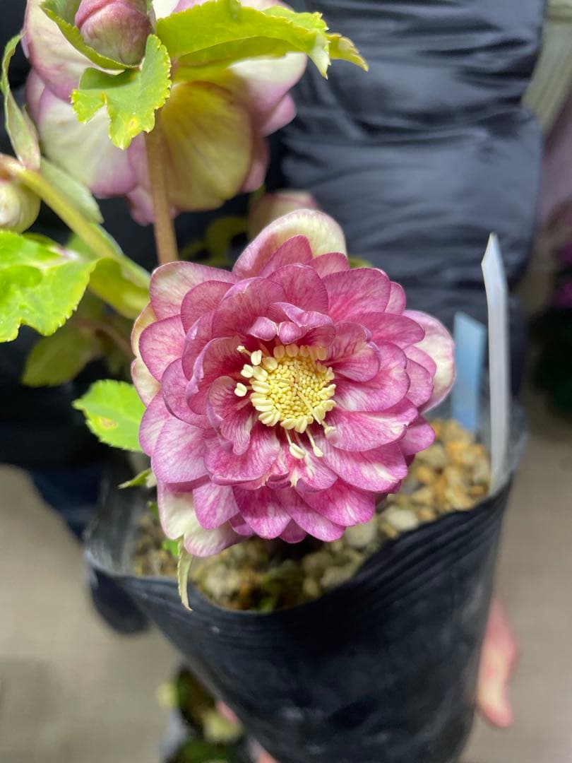 加藤農園 コールドフラッシュ交配 クリスマスローズ