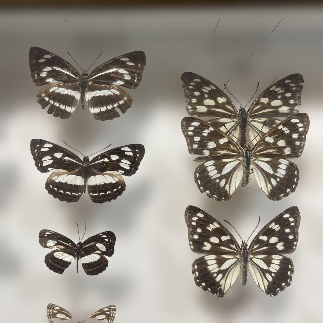 蝶標本、イシガケ-イチモンジ-ミスジの仲間46匹