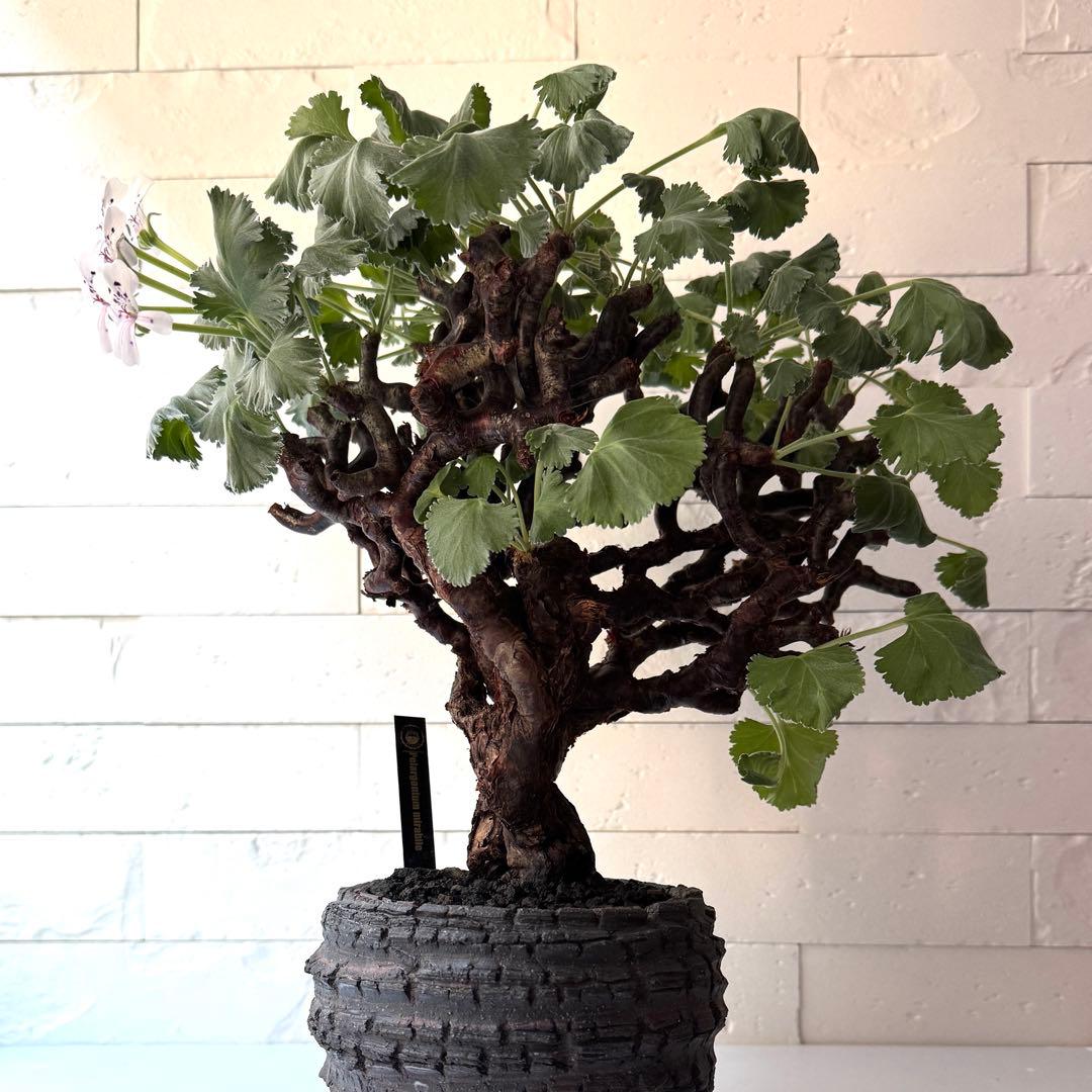 PM2 ペラルゴニウム ミラビレ 発根済 ※鉢付きメルカリ便発送