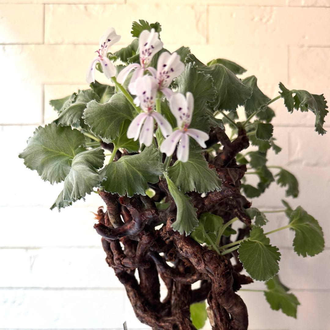 PM2 ペラルゴニウム ミラビレ 発根済 ※鉢付きメルカリ便発送