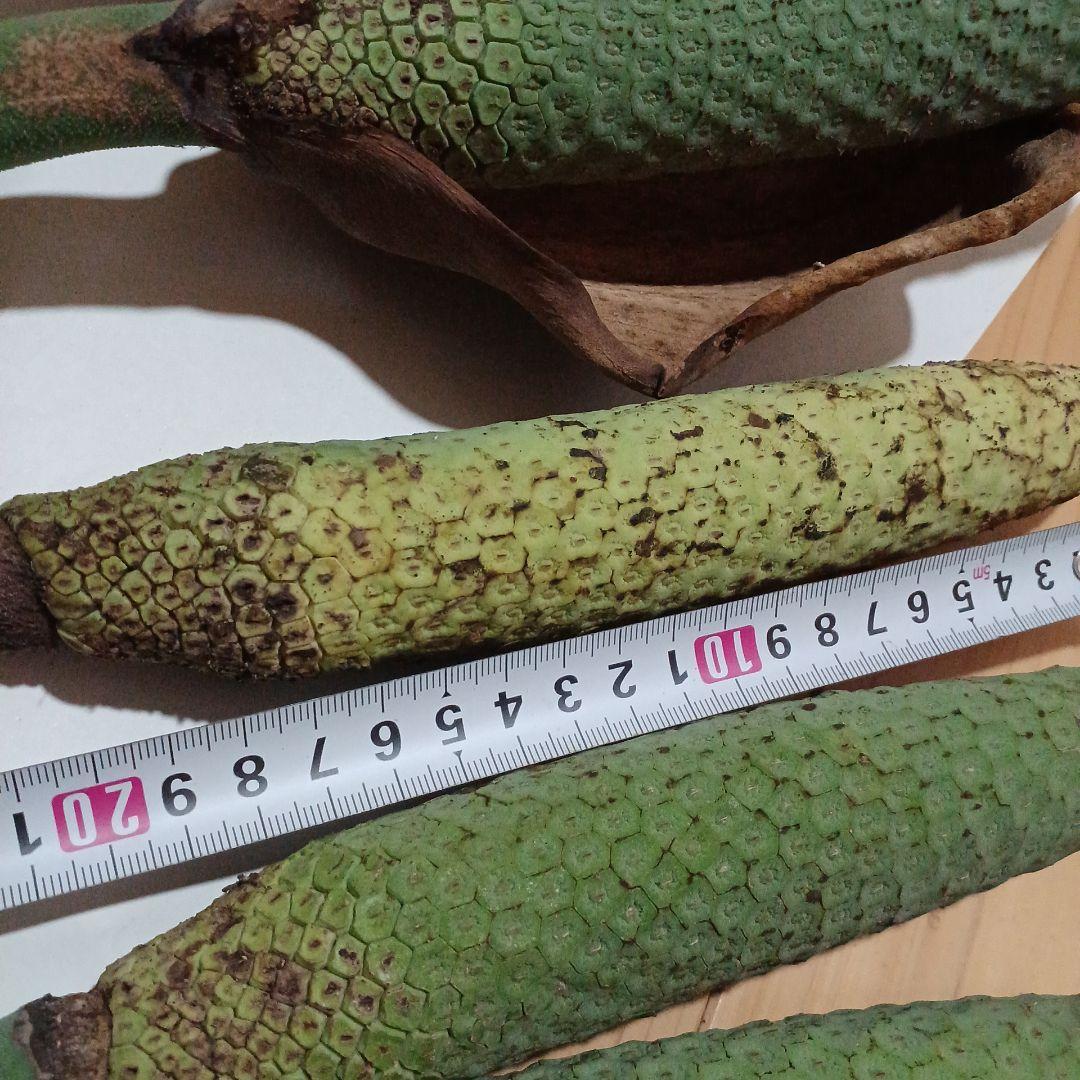 モンステラ(デリシオーサの実) 12個