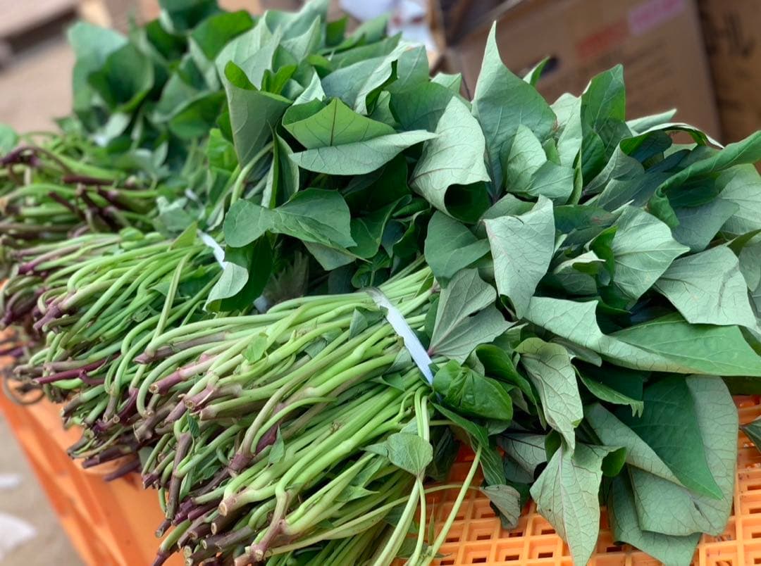 【予約受付中】紅はるか苗☆ウイルスフリー 2000本 4月下旬から発送開始