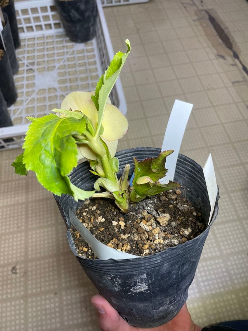 加藤農園 プリマベーラゴールド クリスマスローズ