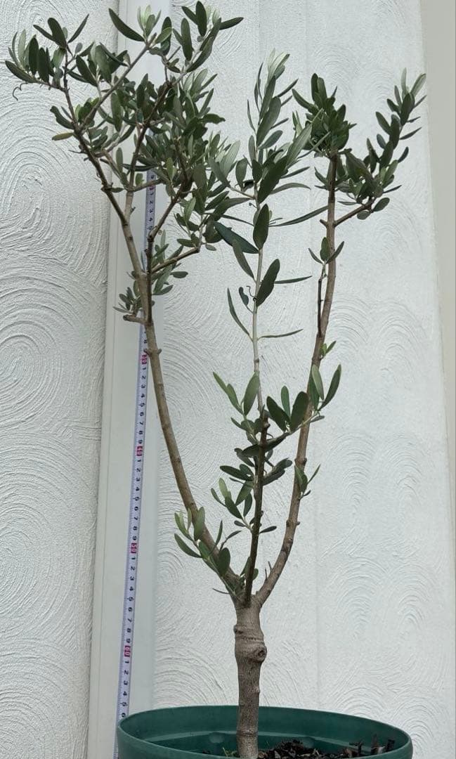 オリーブの木　ブガ　接木　植物　シンボルツリー