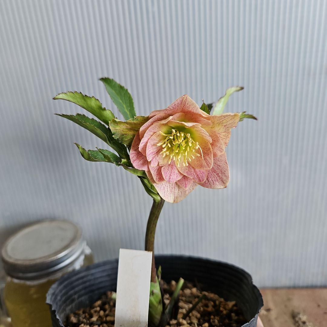 ★＊ひまわり＊様ご購入苗㉖-327㉖-363㉖-384クリスマスローズ