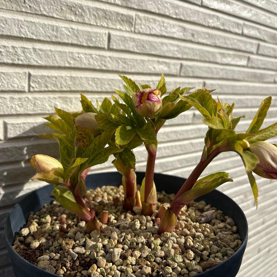 b*o様 クリスマスローズ　花芽多数