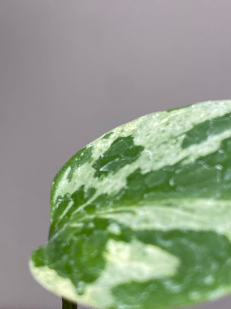 ご*ん様 【全葉斑入り‼️】モンステラ　デリシオーサ　バルバソー　フシギダネ/