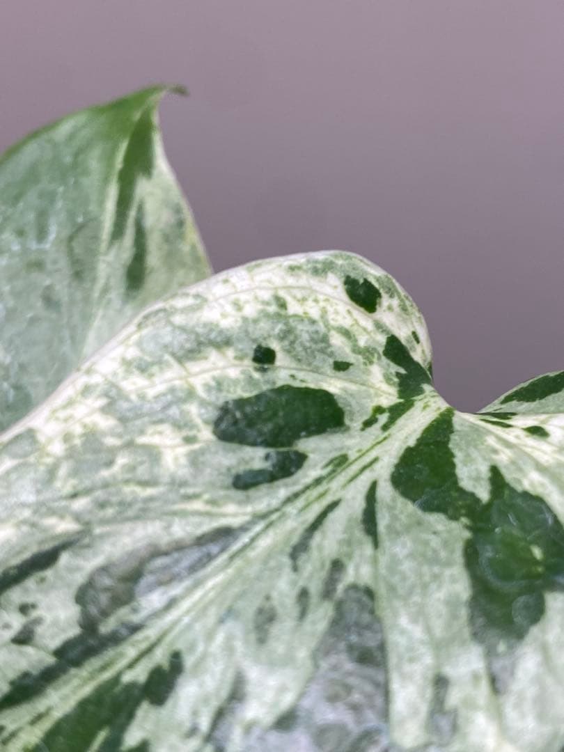 ご*ん様 【全葉斑入り‼️】モンステラ　デリシオーサ　バルバソー　フシギダネ/