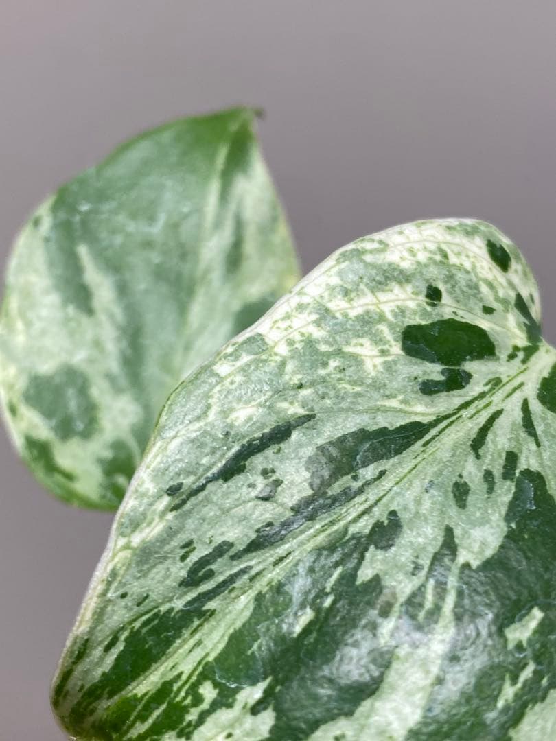 ご*ん様 【全葉斑入り‼️】モンステラ　デリシオーサ　バルバソー　フシギダネ/