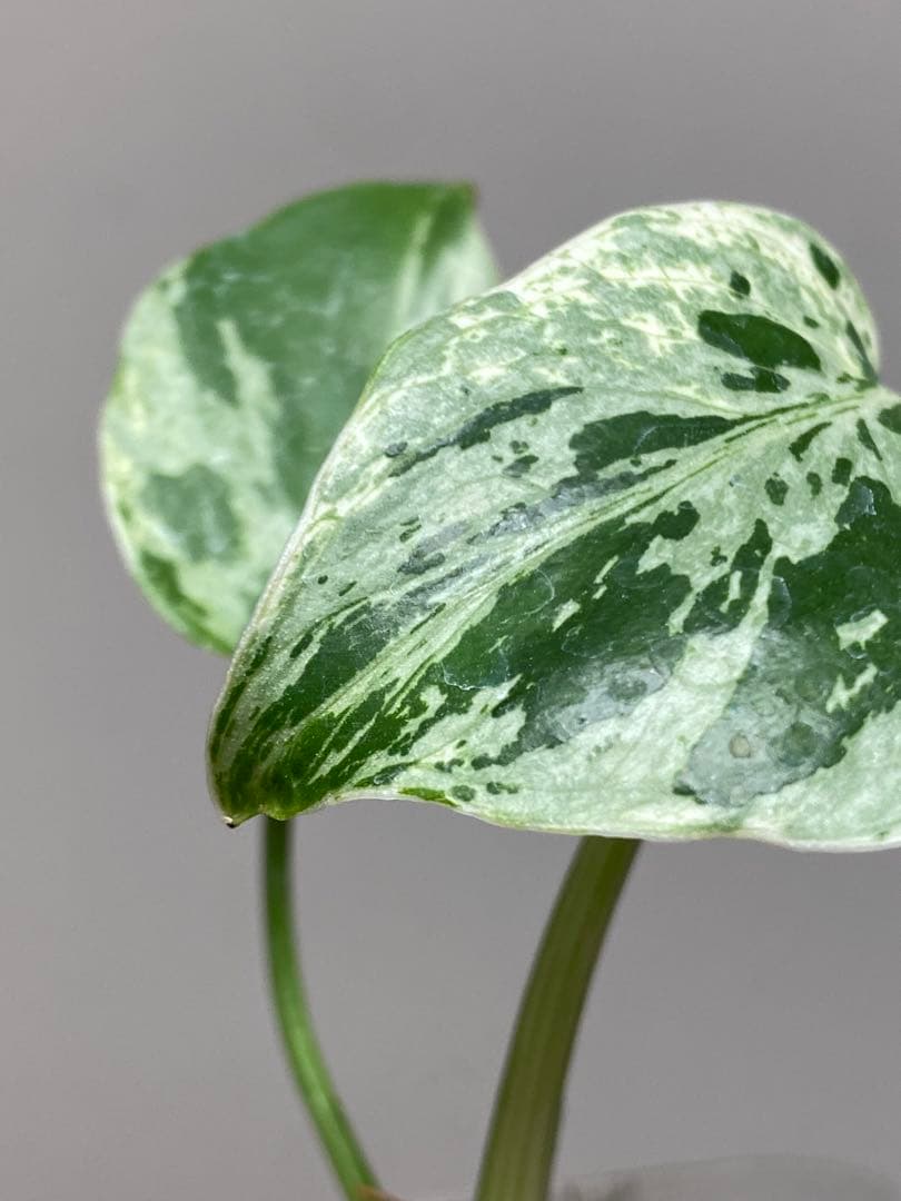 ご*ん様 【全葉斑入り‼️】モンステラ　デリシオーサ　バルバソー　フシギダネ/