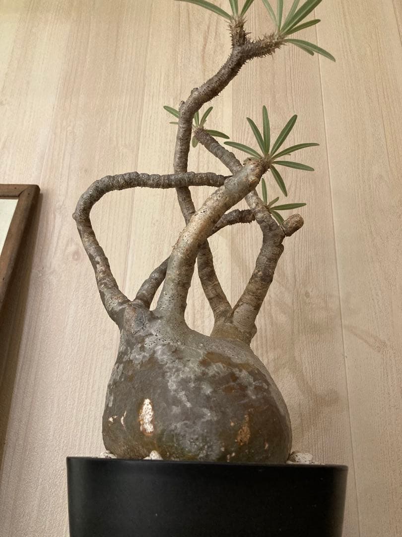 パキポディウム グラキリス　「細枝　コレクション株」