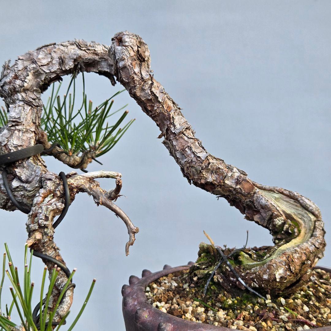 黒松　[半懸崖]　中品盆栽