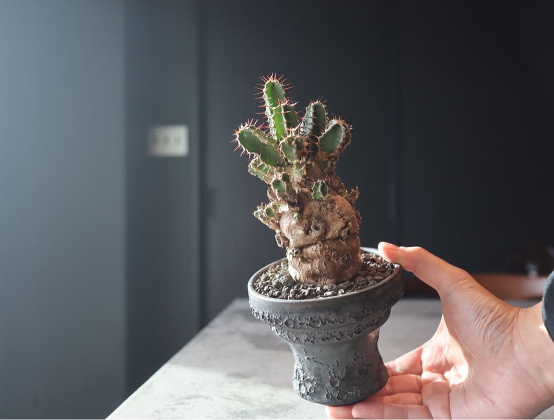 手乗り株　発根済み　ユーフォルビア　ムランジーナ現地株