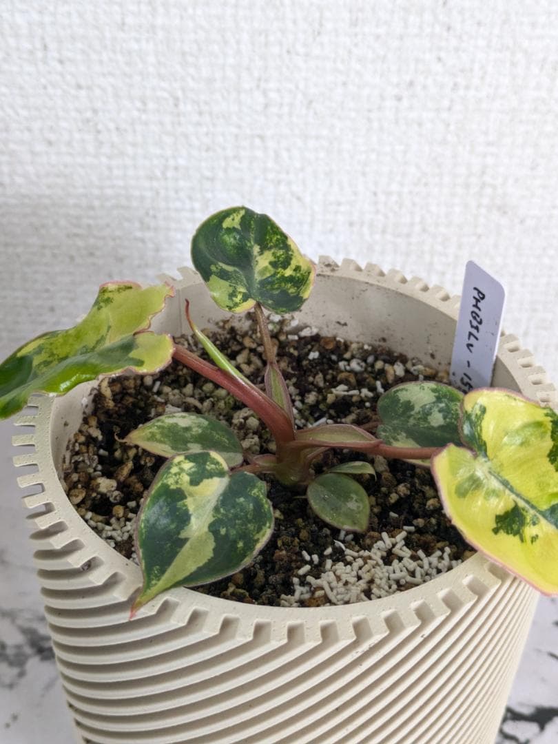 フィロデンドロン　ビレッティア　斑入り