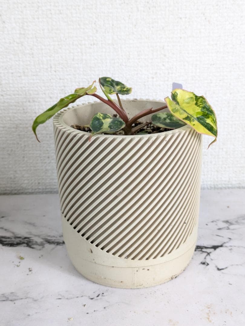 フィロデンドロン　ビレッティア　斑入り