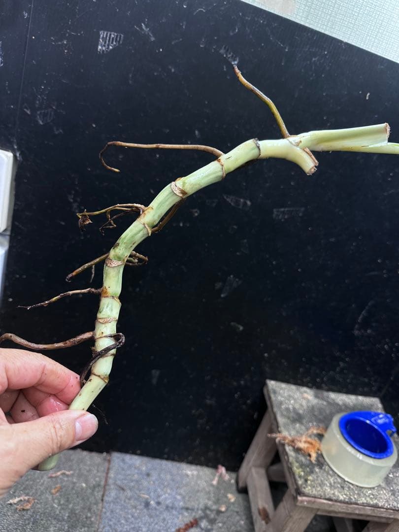 し*★様 斑入りモンステラホワイトタイガー大茎6株おまとめ