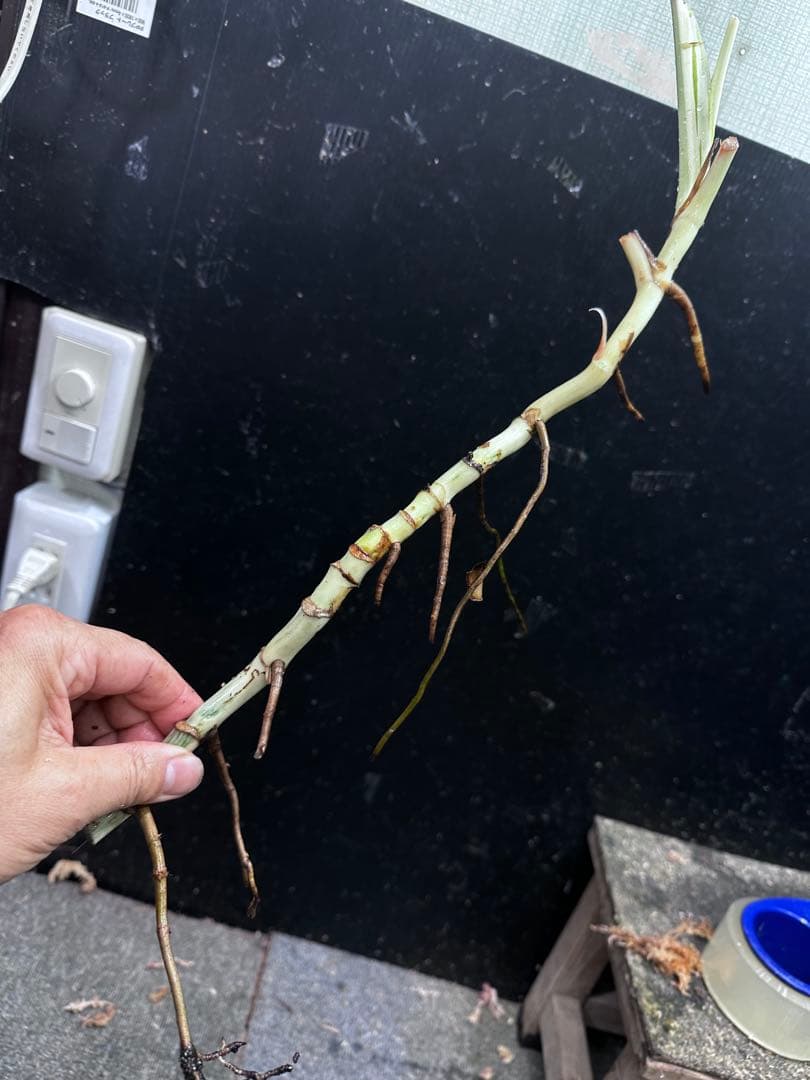 し*★様 斑入りモンステラホワイトタイガー大茎6株おまとめ