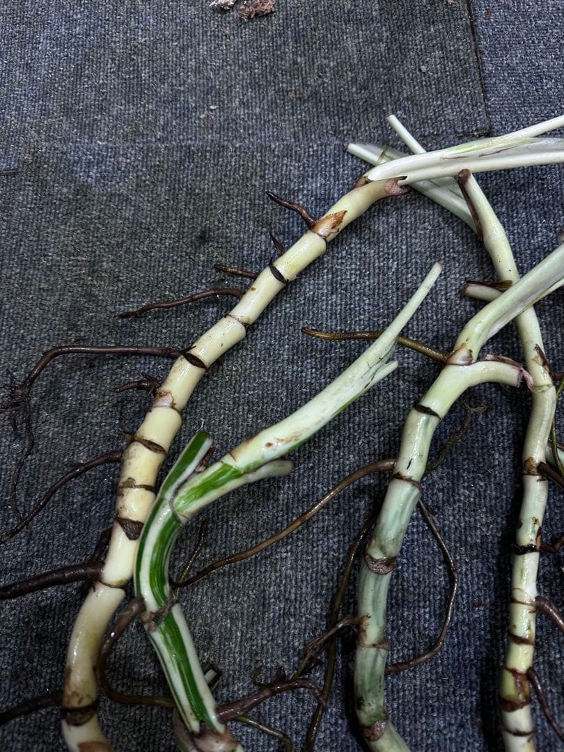 し*★様 斑入りモンステラホワイトタイガー大茎6株おまとめ