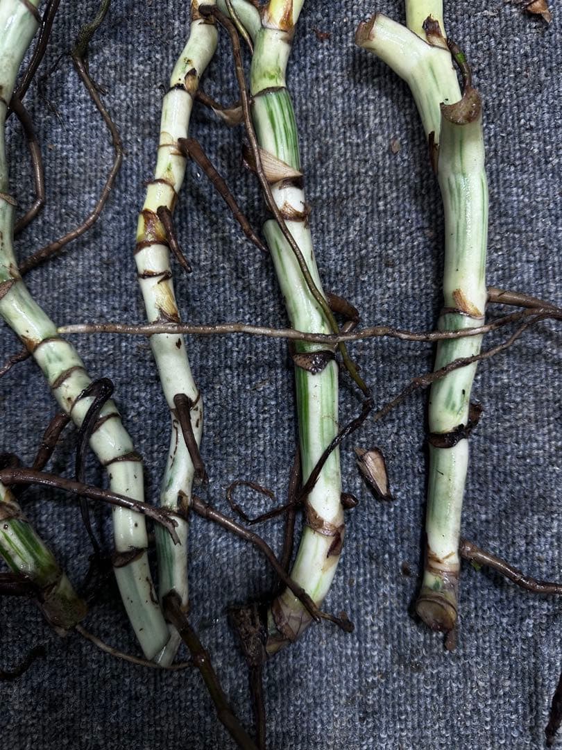 し*★様 斑入りモンステラホワイトタイガー大茎6株おまとめ