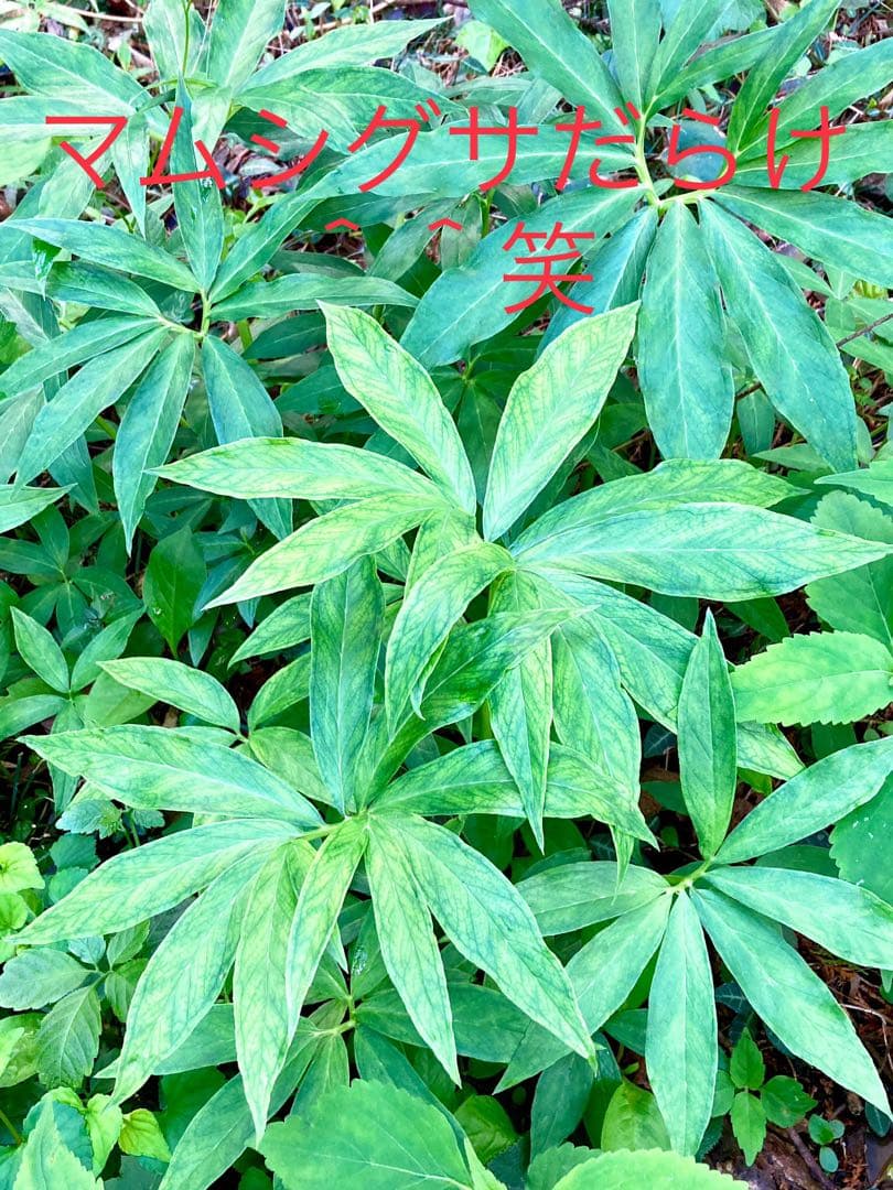 天然＊野生【ムラサキマムシグサ＊マムシグサ＊蝮草】山野草＊幼苗3〜4株＊抜き苗