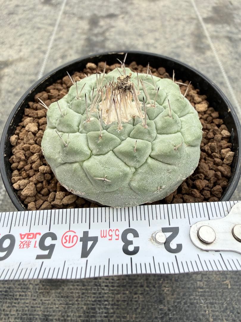 ストロンボカクタス　大疣菊水　国内実生　サボテン　帝冠