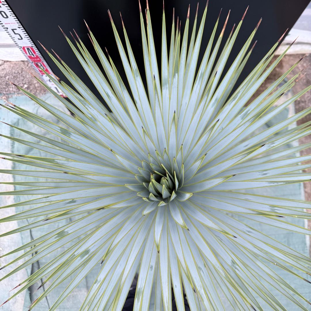 【AL1010】ユッカ　ロストラータ　シルバーブルー個体　美形