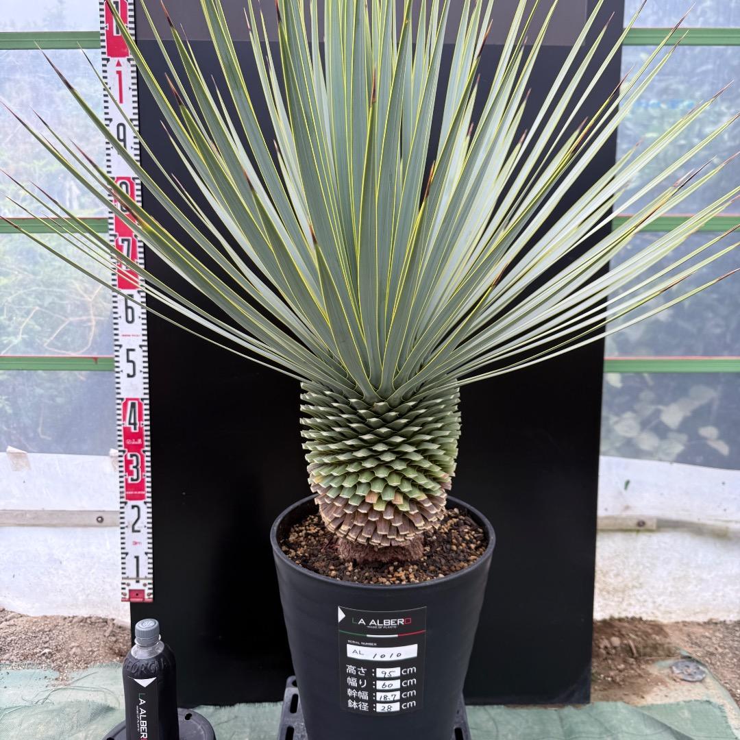 【AL1010】ユッカ　ロストラータ　シルバーブルー個体　美形