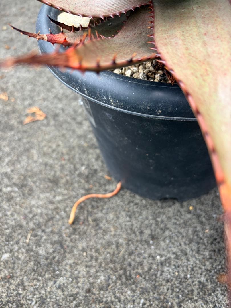 耐寒性アロエ　ブローミー　ブルーミー大株ドライガーデン　サボテン　アガベ ユッカ