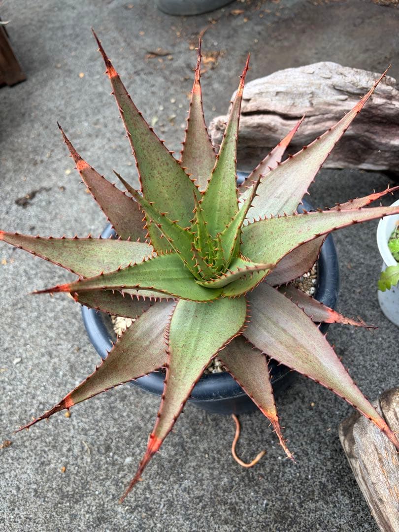 耐寒性アロエ　ブローミー　ブルーミー大株ドライガーデン　サボテン　アガベ ユッカ