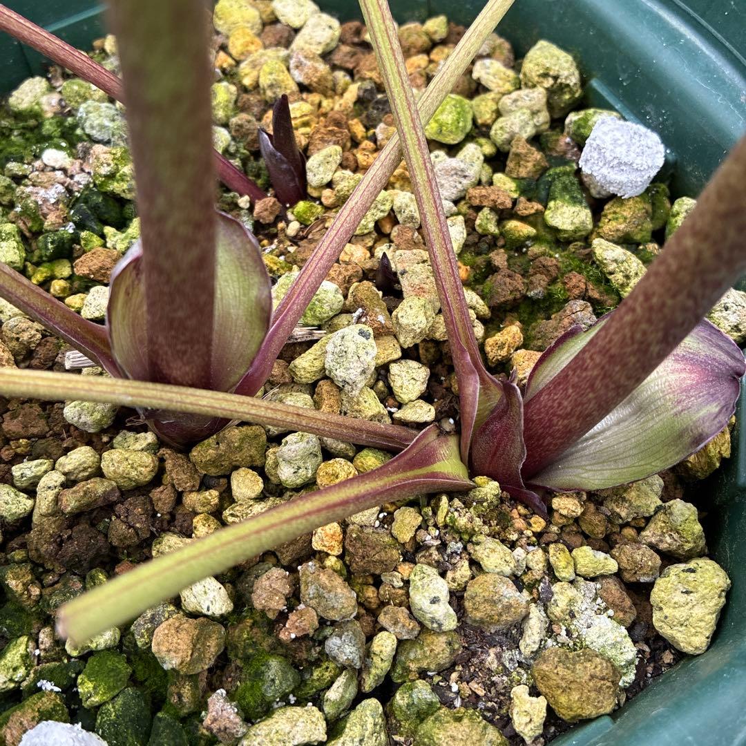 クリスマスローズ　赤シベ　ブラックフラッシュ　７寸