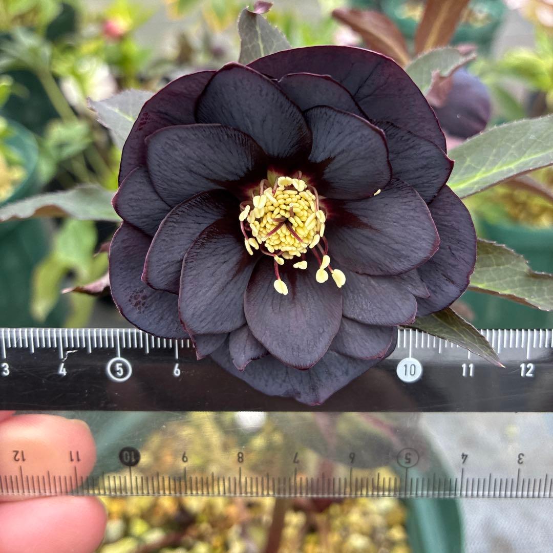 クリスマスローズ　赤シベ　ブラックフラッシュ　７寸