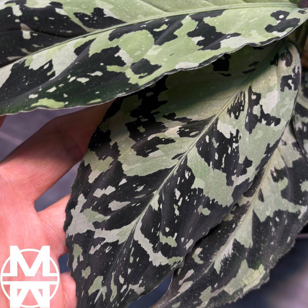 アグラオネマ　ピクタム(MB-2022/AJML/NXG01) 小