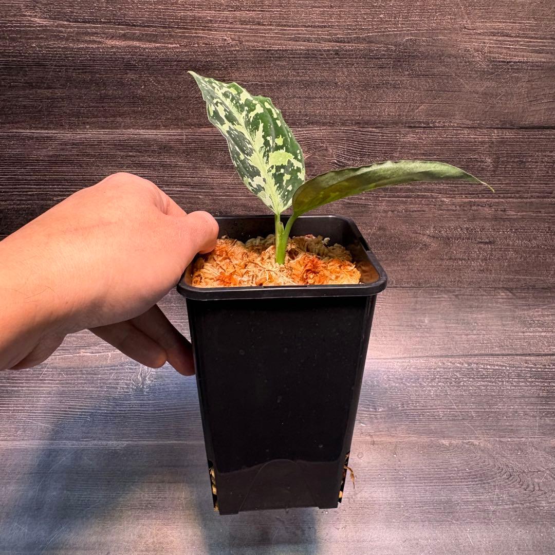 アグラオネマ　ピクタム(MB-2022/AJML/NXG01) 小