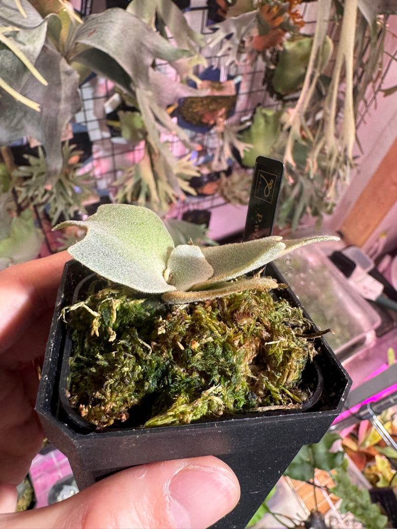 タ*カ様 エルブス　ウィリンキー　ビカクシダ　子株