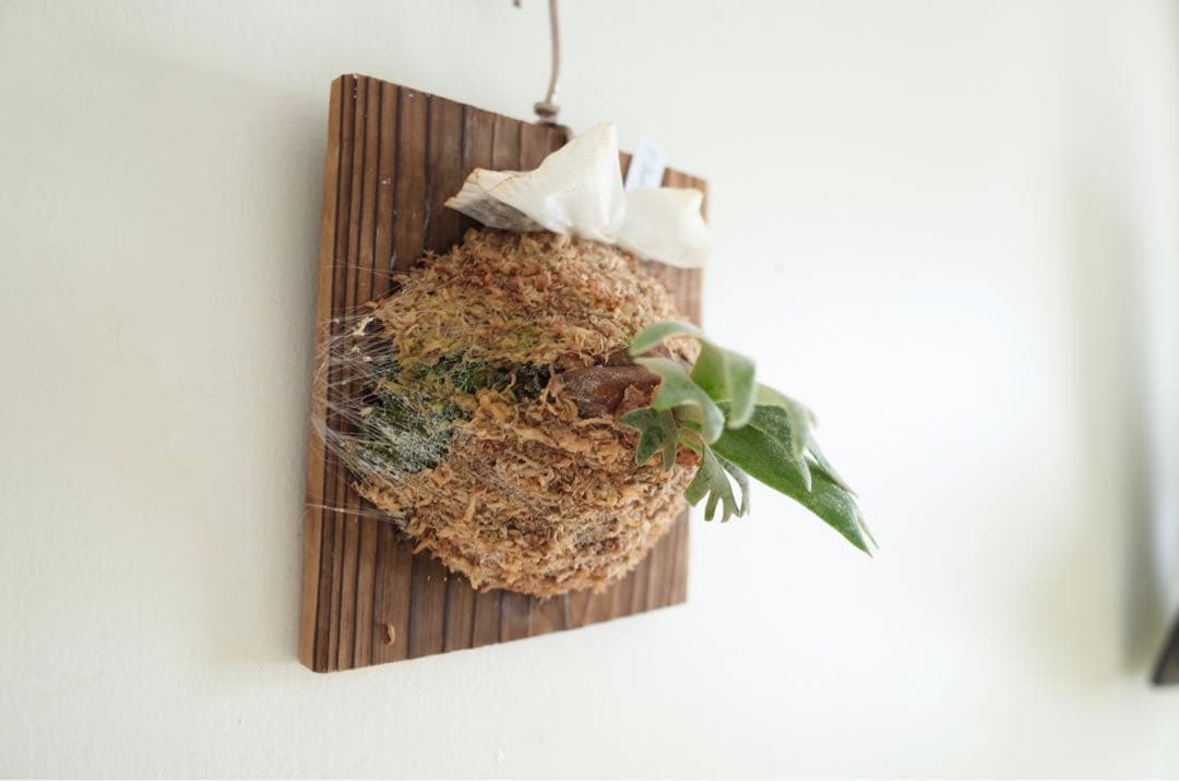 ビカクシダ　ウィリンキージェイドガール　子株