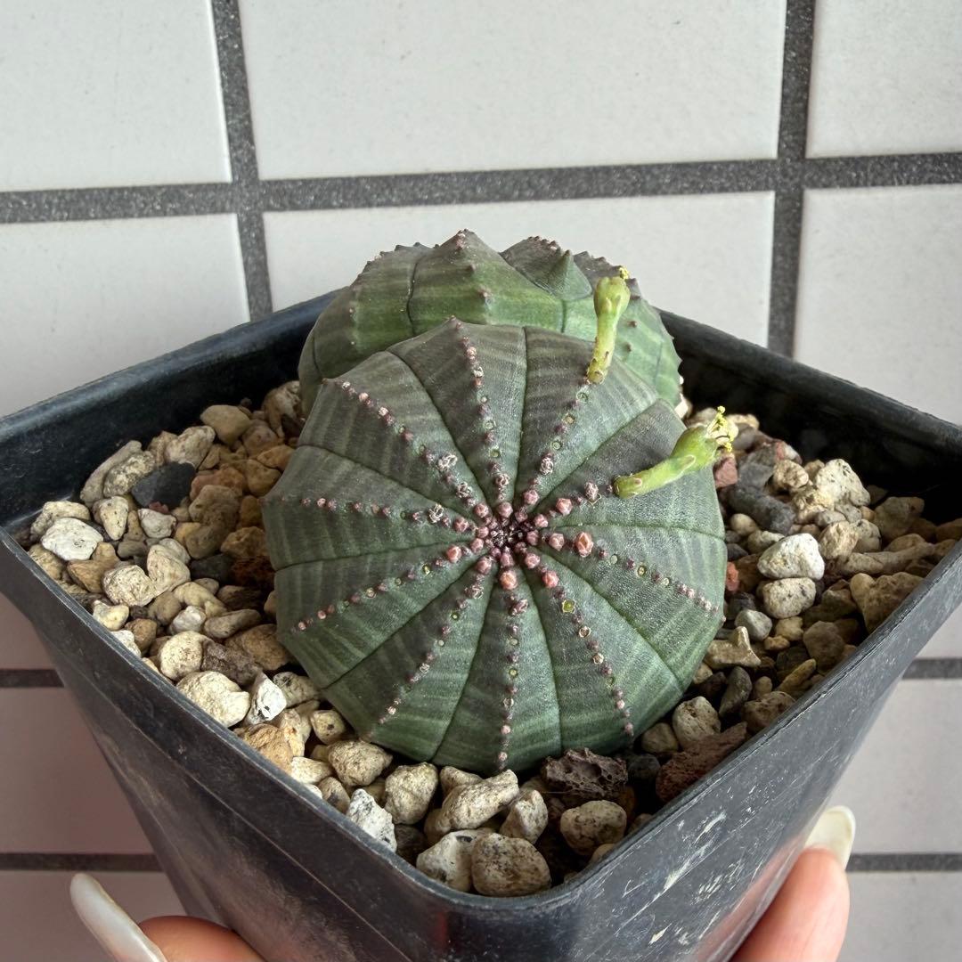 ユーフォルビア オベサ 実生モンスト 分頭