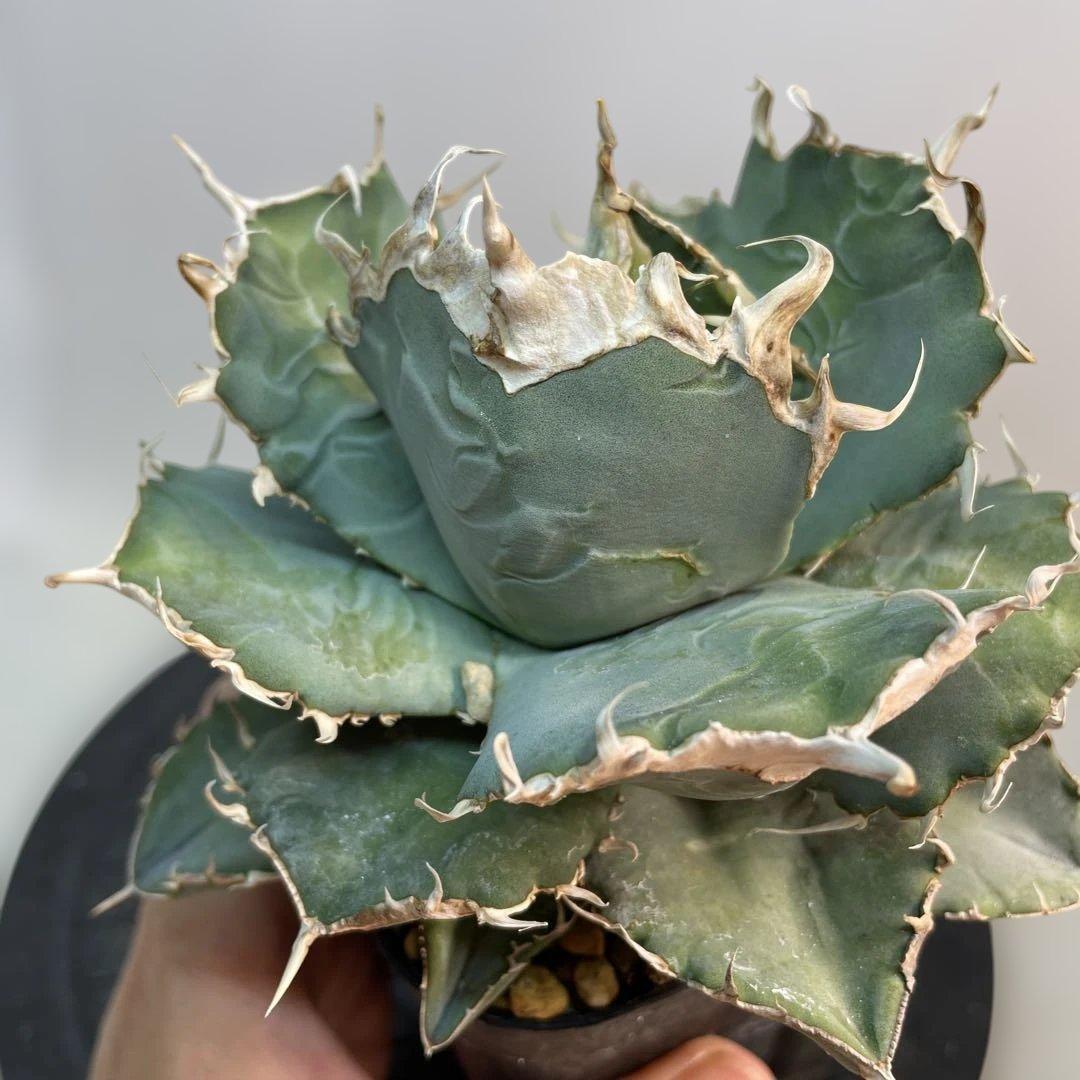 アガベ オテロイ　US由来　チタノタ　ブルー葉系 特選オテロイ