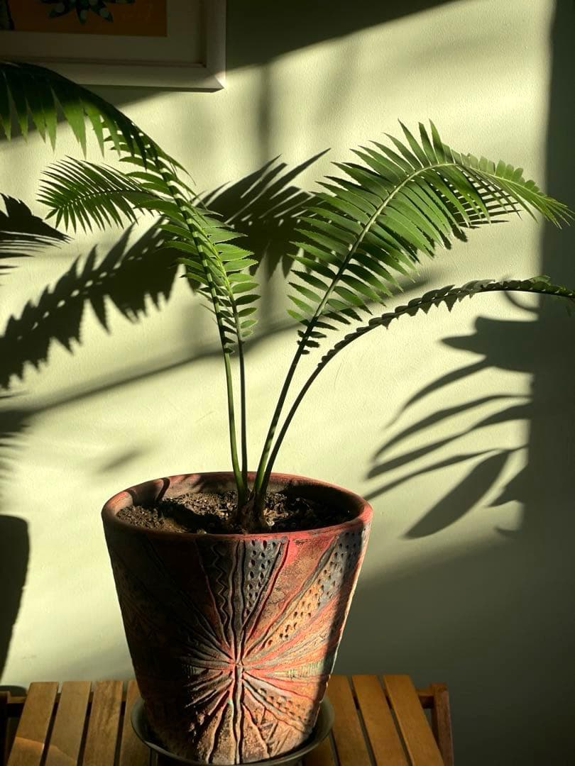 美品ディオーン スピヌロスム(鉢9号サイズ)