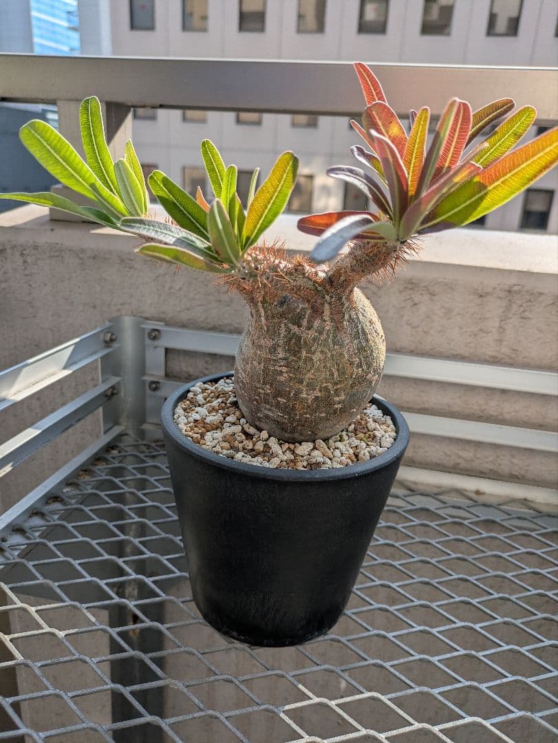 パキポディウム　グラキリス　現地球　発根済み