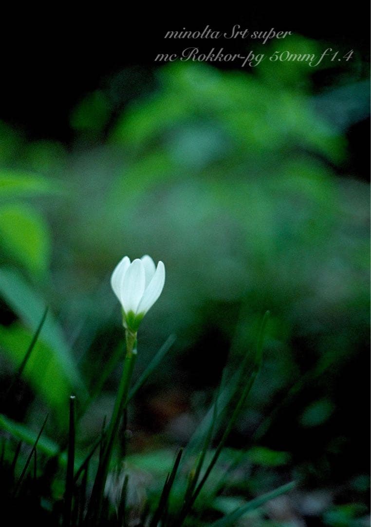 ★ミノルタ srt ★ロッコールf1.4★完動品＊美品＊初期保証★作例多数！