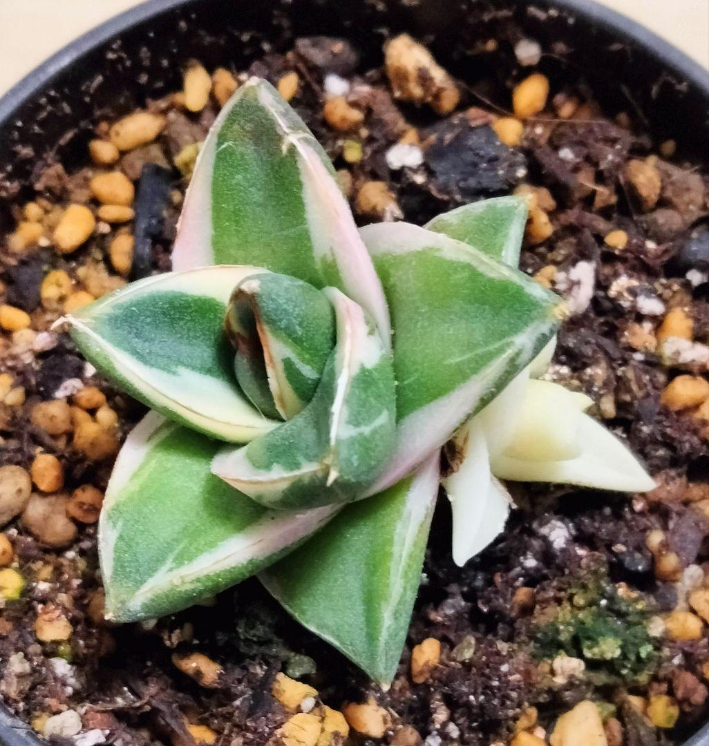 ラスト1株 子株付き 王妃笹の雪 A型 ピンキー 白覆輪斑 鉢ごと発送 美白覆輪