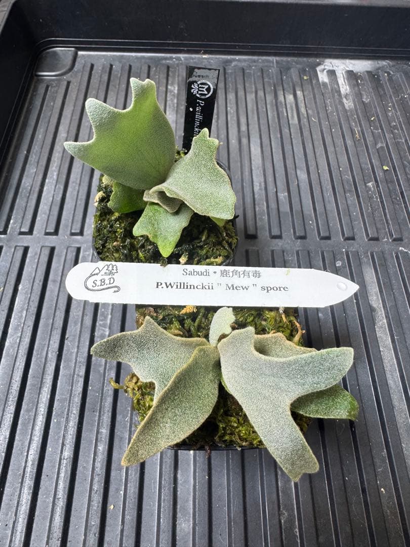 willinckii mew spore オリジナルタグ付