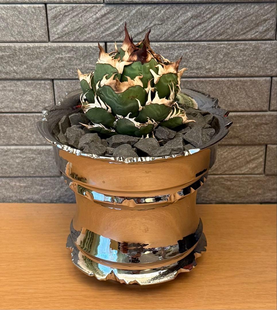 ちーやん アガベ チタノタ レッドキャットウィーズル 発根済【ゴル猫・丸型