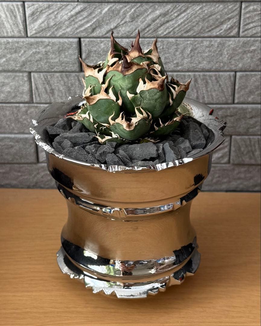 ちーやん アガベ チタノタ レッドキャットウィーズル 発根済【ゴル猫・丸型