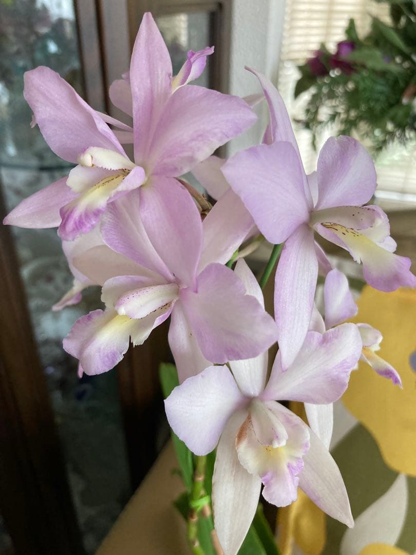 薄紫の多花性蘭　あさ出品