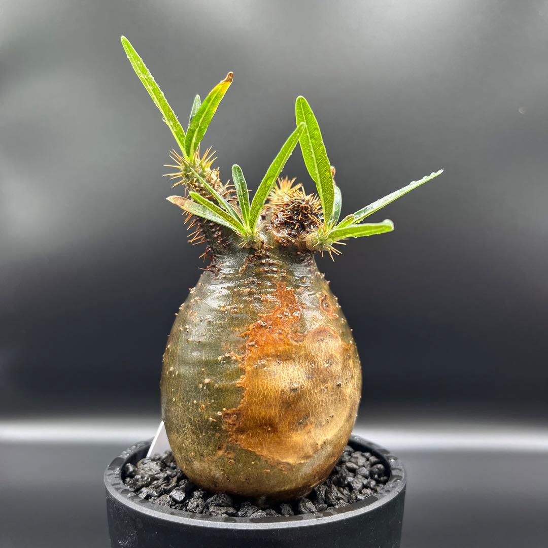 パキポディウム　グラキリス手乗りサイズ緑肌　安心発根済