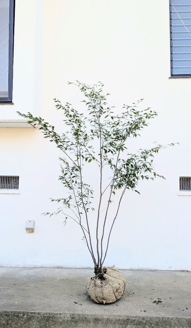 秀逸。山採りハイノキ。