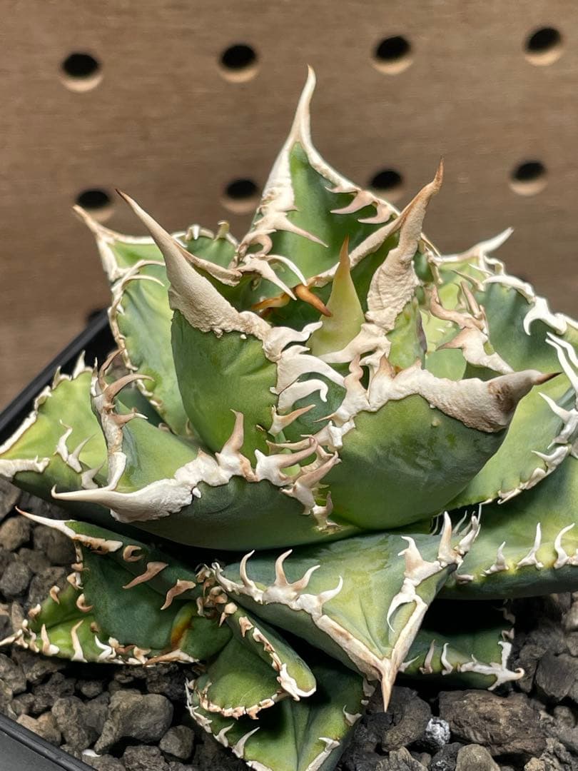 J*I様 アガベ　チタノタ　白豪棘　子株付　鉢のままメルカリ便